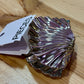 Pince Coquillage